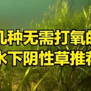 不需要打氧且极其好养的阴性水下草推荐